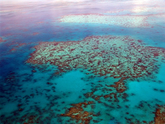 Tauchen am Great Barrier Reef: Das größte Korallenriff der Welt