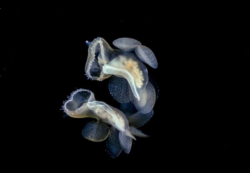 Quallen im Meer