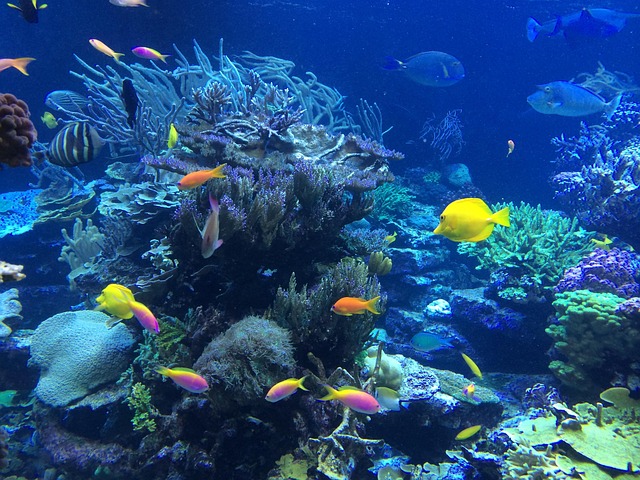 Unterwasserwelt